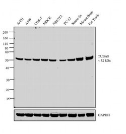 Invitrogen TUBA8 Monoclonal Antibody (2D6) 100 &mu;L; Unconjugated:Antibodies,