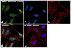 Invitrogen TWIST1 Monoclonal Antibody (2F8E7) 100 &mu;g; Unconjugated:Antibodies,