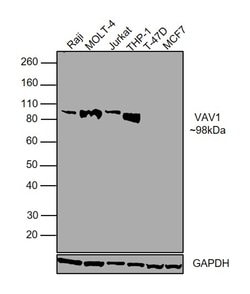 VAV1 Monoclonal Antibody (2E11):Antibodies, Monoclonal