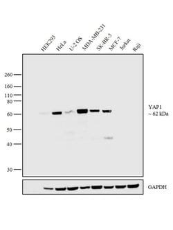 Invitrogen YAP1 Monoclonal Antibody (1A12) 100 &mu;g; Unconjugated:Antibodies,
