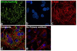Invitrogen Citrate Synthase Monoclonal Antibody (GT2061) 100 &mu;L; Unconjugated:Antibodies,