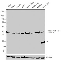 Invitrogen Citrate Synthase Monoclonal Antibody (GT2061) 100 &mu;L; Unconjugated:Antibodies,