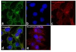 Invitrogen&trade;&nbsp;IDH2 Monoclonal Antibody (GT673)