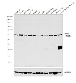 Invitrogen IDH2 Monoclonal Antibody (GT673) 100 &mu;L | Buy Online | Invitrogen&trade; | Fisher Scientific