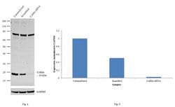 Invitrogen Cofilin Monoclonal Antibody (GT567) 100 &mu;L; Unconjugated:Antibodies,