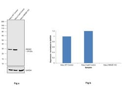 Invitrogen HMGB1 Monoclonal Antibody (GT348) 100 &mu;L; Unconjugated:Antibodies,