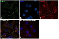 Invitrogen COX4 Monoclonal Antibody (GT6310) 100 &mu;L; Unconjugated:Antibodies,