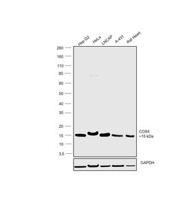 Invitrogen COX4 Monoclonal Antibody (GT6310) 100 &mu;L; Unconjugated:Antibodies,