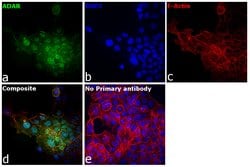Invitrogen ADAR Monoclonal Antibody (GT1066) 100 &mu;L; Unconjugated:Antibodies,