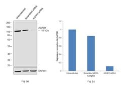 Invitrogen ADAR Monoclonal Antibody (GT1066) 100 &mu;L; Unconjugated:Antibodies,