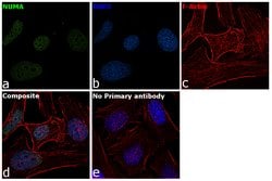 Invitrogen NuMA Monoclonal Antibody (GT1510) 100 &mu;L; Unconjugated:Antibodies,