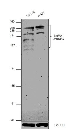 Invitrogen NuMA Monoclonal Antibody (GT1510) 100 &mu;L; Unconjugated:Antibodies,