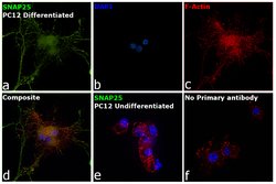 Invitrogen SNAP25 Monoclonal Antibody (SP12) 200 &mu;g; Unconjugated:Antibodies,