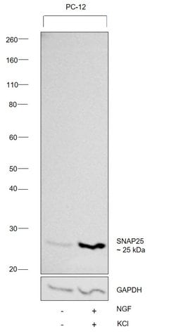 Invitrogen SNAP25 Monoclonal Antibody (SP12) 200 &mu;g; Unconjugated:Antibodies,