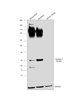 Invitrogen Syntaxin 1 Monoclonal Antibody (SP6) 200 &mu;g | Buy Online | Invitrogen&trade; | Fisher Scientific