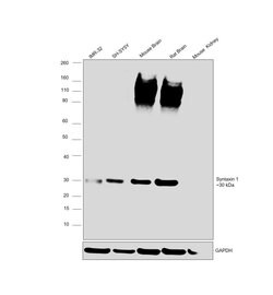 Invitrogen Syntaxin 1 Monoclonal Antibody (SP8) 200 &mu;g; Unconjugated:Antibodies,