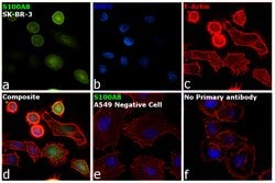 Invitrogen S100A8 Monoclonal Antibody (CF-145) 200 &mu;g; Unconjugated:Antibodies,