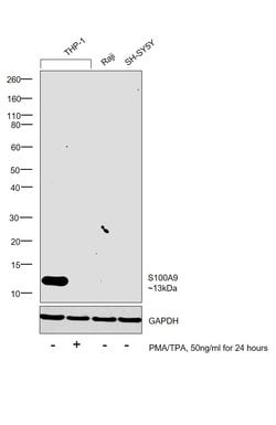 Invitrogen S100A9 Monoclonal Antibody (CF-557) 200 &mu;g; Unconjugated:Antibodies,