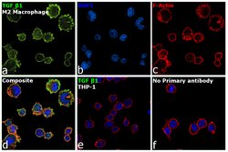 Invitrogen TGF beta-1 Monoclonal Antibody (TB21) 100 &mu;L; Unconjugated:Antibodies,