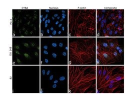 Invitrogen CYBA Monoclonal Antibody (CS9) 100 &mu;L; Unconjugated:Antibodies,