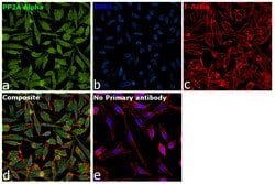 Invitrogen PP2A alpha Monoclonal Antibody (7A6) 100 &mu;L; Unconjugated:Antibodies,