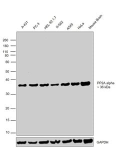 Invitrogen PP2A alpha Monoclonal Antibody (7A6) 100 &mu;L; Unconjugated:Antibodies,
