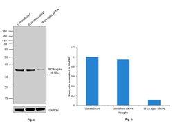 Invitrogen PP2A alpha Monoclonal Antibody (7A6) 100 &mu;L; Unconjugated:Antibodies,