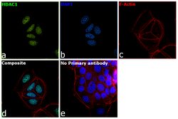 Invitrogen HDAC1 Monoclonal Antibody (10E2) 100 &mu;L; Unconjugated:Antibodies,