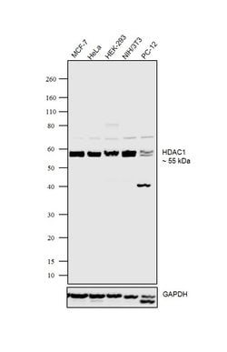 Invitrogen HDAC1 Monoclonal Antibody (10E2) 100 &mu;L; Unconjugated:Antibodies,