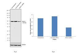 Invitrogen HDAC1 Monoclonal Antibody (10E2) 100 &mu;L; Unconjugated:Antibodies,
