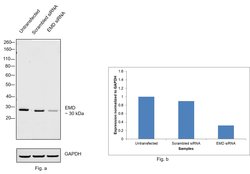 Invitrogen Emerin Monoclonal Antibody (MANEM1(5D10)) 100 &mu;L; Unconjugated:Antibodies,