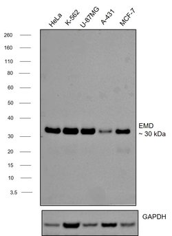 Invitrogen Emerin Monoclonal Antibody (MANEM1(5D10)) 100 &mu;L; Unconjugated:Antibodies,