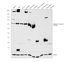 Invitrogen Dopamine Transporter Monoclonal Antibody (6V-23-23) 100 &mu;L;