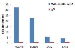 Invitrogen EZH2 Monoclonal Antibody (144CT2.1.1.5) 400 &mu;L; Unconjugated:Antibodies,