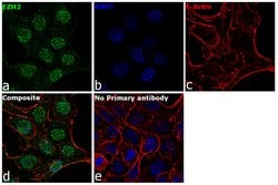 Invitrogen EZH2 Monoclonal Antibody (144CT2.1.1.5) 400 &mu;L; Unconjugated:Antibodies,