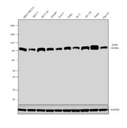 Invitrogen EZH2 Monoclonal Antibody (144CT2.1.1.5) 400 &mu;L; Unconjugated:Antibodies,