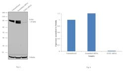 Invitrogen EZH2 Monoclonal Antibody (144CT2.1.1.5) 400 &mu;L; Unconjugated:Antibodies,