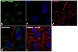 Invitrogen LAMP1 Monoclonal Antibody (H4A3), Alexa Fluor 488 100 Tests;