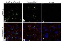 Invitrogen LAMP1 Monoclonal Antibody (H4A3), Alexa Fluor 488 100 Tests;