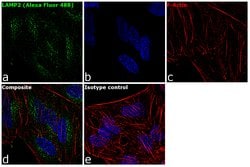 Invitrogen LAMP2 Monoclonal Antibody (H4B4), Alexa Fluor 488 100 Tests;