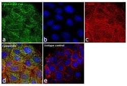 Invitrogen Cytokeratin Pan Monoclonal Antibody (C-11), Alexa Fluor 488