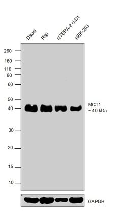 Invitrogen MCT1 Monoclonal Antibody (P14612) 100 &mu;L; Unconjugated:Antibodies,