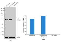 Invitrogen MCT1 Monoclonal Antibody (P14612) 100 &mu;L; Unconjugated:Antibodies,