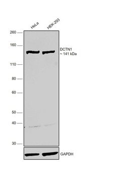 Invitrogen Dynactin 1 Monoclonal Antibody (6B11) 100 &mu;L; Unconjugated:Antibodies,