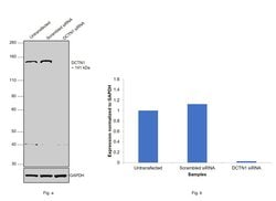 Invitrogen Dynactin 1 Monoclonal Antibody (6B11) 100 &mu;L; Unconjugated:Antibodies,