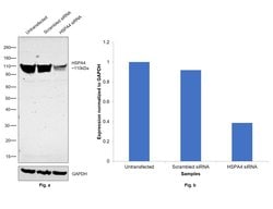 Invitrogen HSPA4 Monoclonal Antibody (3A11) 100 &mu;g; Unconjugated:Antibodies,