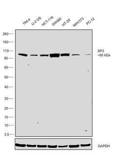 Invitrogen SP3 Monoclonal Antibody (4E5) 100 &mu;g | Buy Online | Invitrogen&trade; | Fisher Scientific