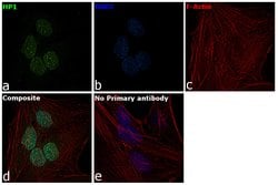 Invitrogen HP1 beta Monoclonal Antibody (4E12) 100 &mu;g; Unconjugated:Antibodies,