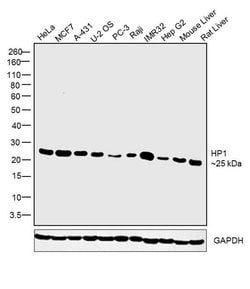 Invitrogen HP1 beta Monoclonal Antibody (4E12) 100 &mu;g; Unconjugated:Antibodies,