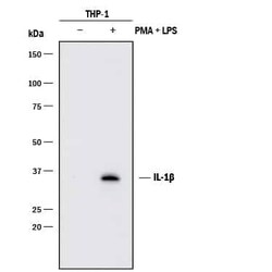 Invitrogen IL-1 beta Monoclonal Antibody (2805) 500 &mu;g | Buy Online | Invitrogen&trade; | Fisher Scientific
